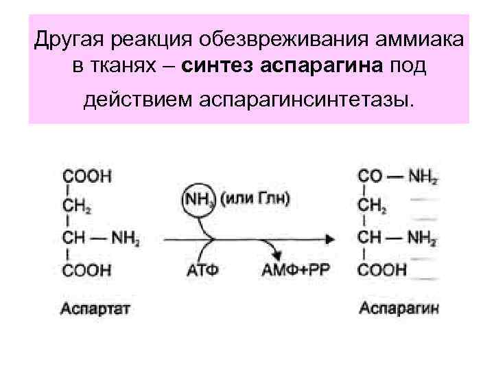 Другая реакция обезвреживания аммиака в тканях – синтез аспарагина под действием аспарагинсинтетазы. 