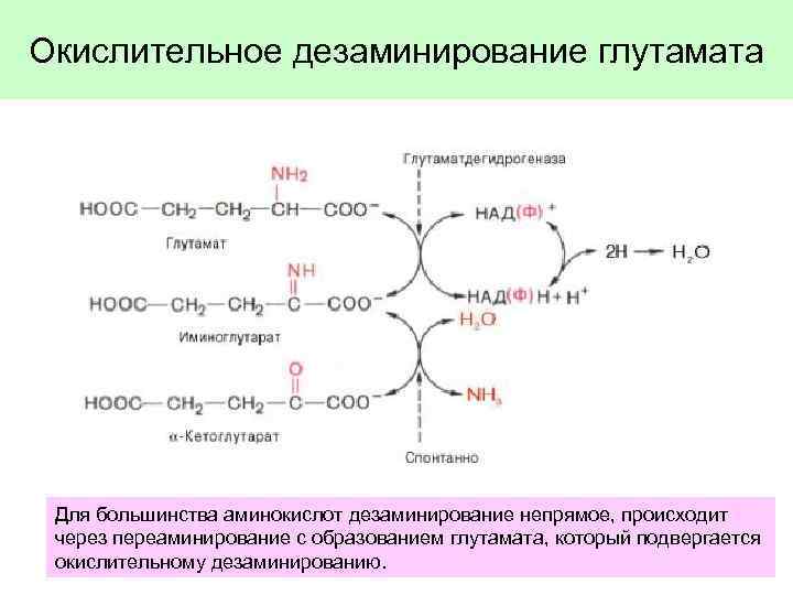 Окислительное дезаминирование глутамата Для большинства аминокислот дезаминирование непрямое, происходит через переаминирование с образованием глутамата,
