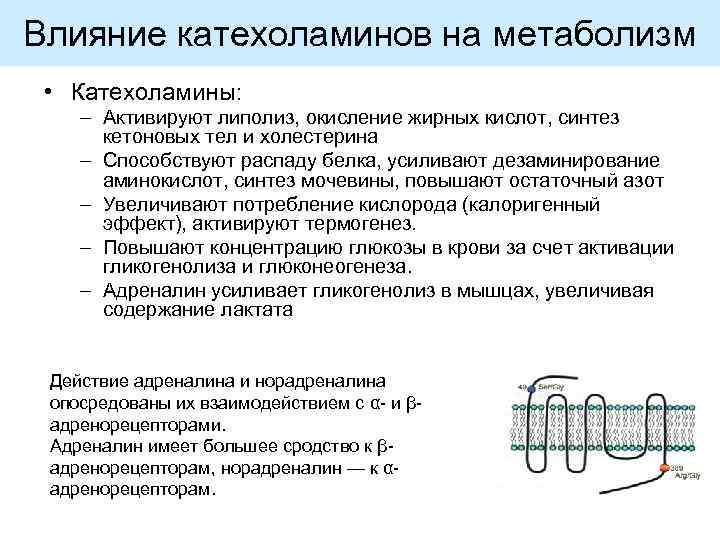 Влияние катехоламинов на метаболизм • Катехоламины: – Активируют липолиз, окисление жирных кислот, синтез кетоновых