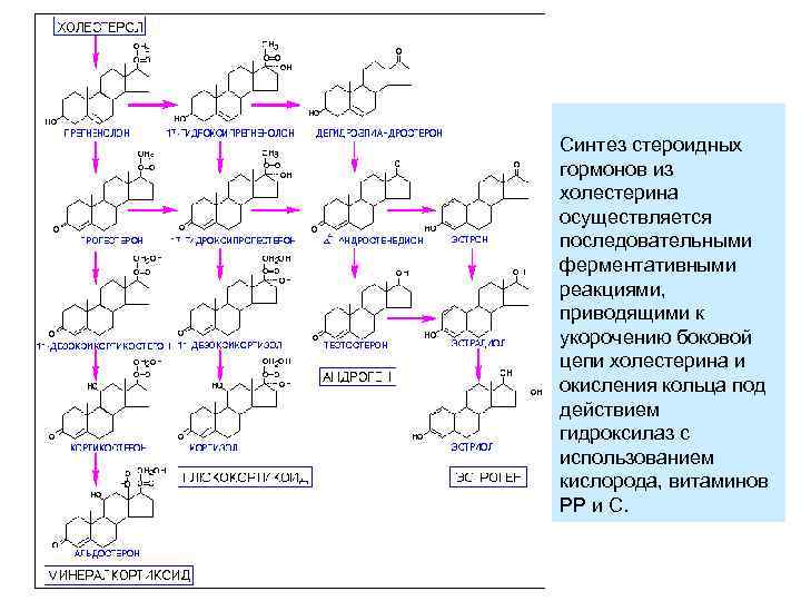 Синтез стероидных гормонов из холестерина осуществляется последовательными ферментативными реакциями, приводящими к укорочению боковой цепи