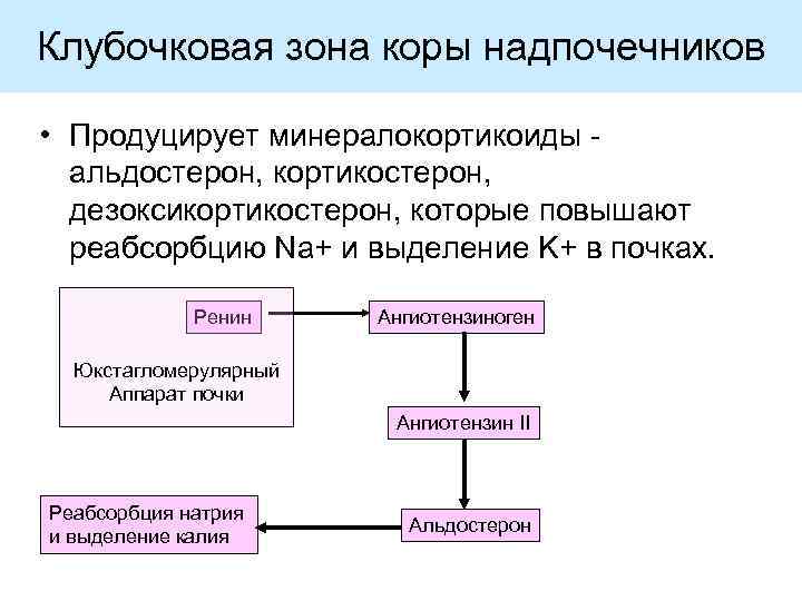 Клубочковая зона коры надпочечников • Продуцирует минералокортикоиды альдостерон, кортикостерон, дезоксикортикостерон, которые повышают реабсорбцию Na+