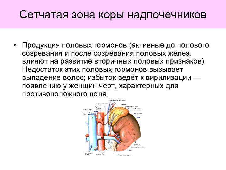 Гормоны коры надпочечников презентация