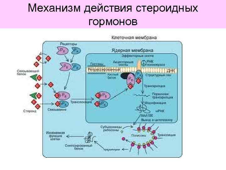 Механизм действия стероидных гормонов 