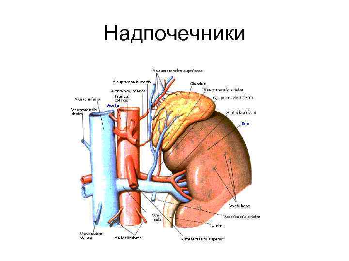 Надпочечники 