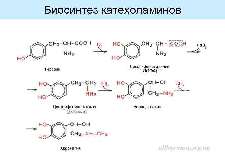 Биосинтез катехоламинов 