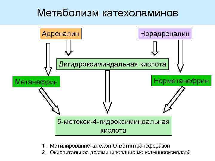 Метаболизм катехоламинов Адреналин Норадреналин Дигидроксиминдальная кислота Метанефрин Норметанефрин 5 -метокси-4 -гидроксиминдальная кислота 1. Метилирование