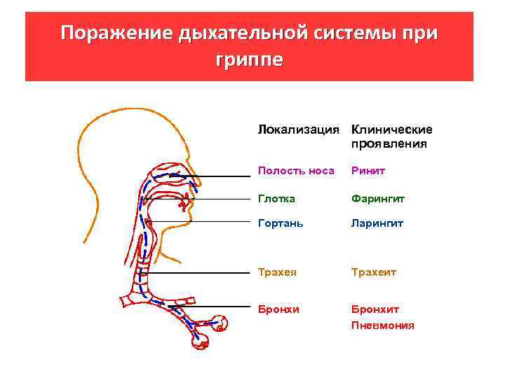 Поражение дыхательной системы при гриппе Локализация Клинические проявления Полость носа Ринит Глотка Фарингит Гортань