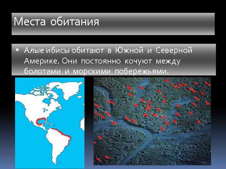 Места обитания Алые ибисы обитают в Южной и Северной Америке. Они постоянно кочуют между