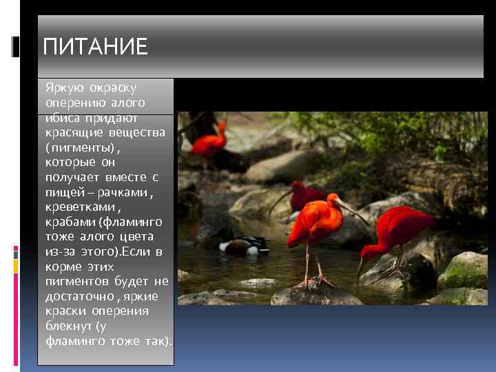 ПИТАНИЕ Яркую окраску оперению алого ибиса придают красящие вещества ( пигменты) , которые он