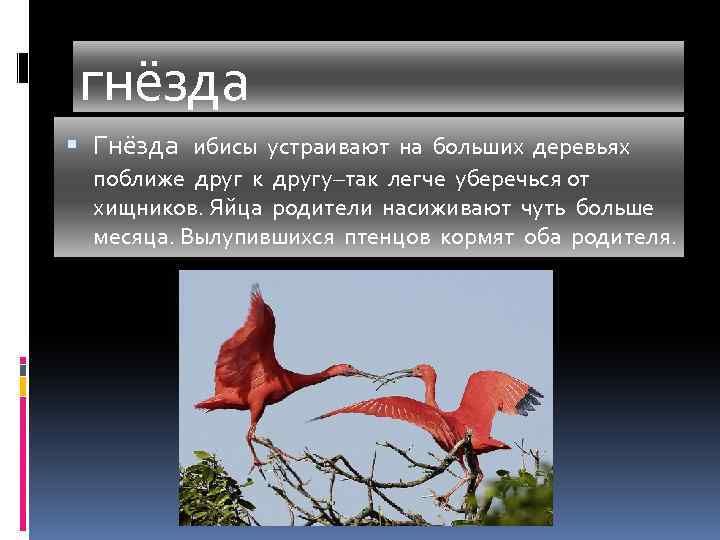 гнёзда Гнёзда ибисы устраивают на больших деревьях поближе друг к другу–так легче уберечься от
