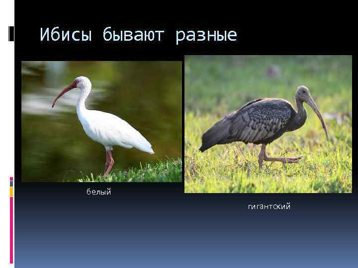 Ибисы бывают разные белый гигантский 