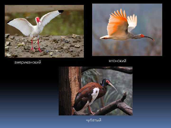 японский американский чубатый 