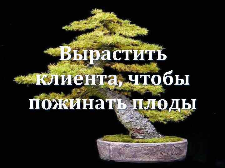 Вырастить клиента, чтобы пожинать плоды 