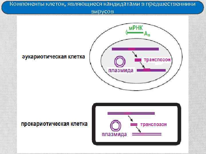 Компоненты клеток, являющиеся кандидатами в предшественники вирусов 