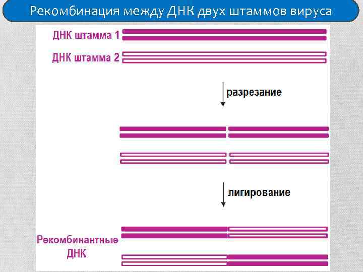 Рекомбинация между ДНК двух штаммов вируса 