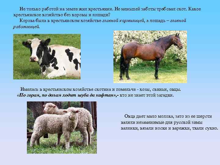 Не только работой на земле жил крестьянин. Не меньшей заботы требовал скот. Какое крестьянское