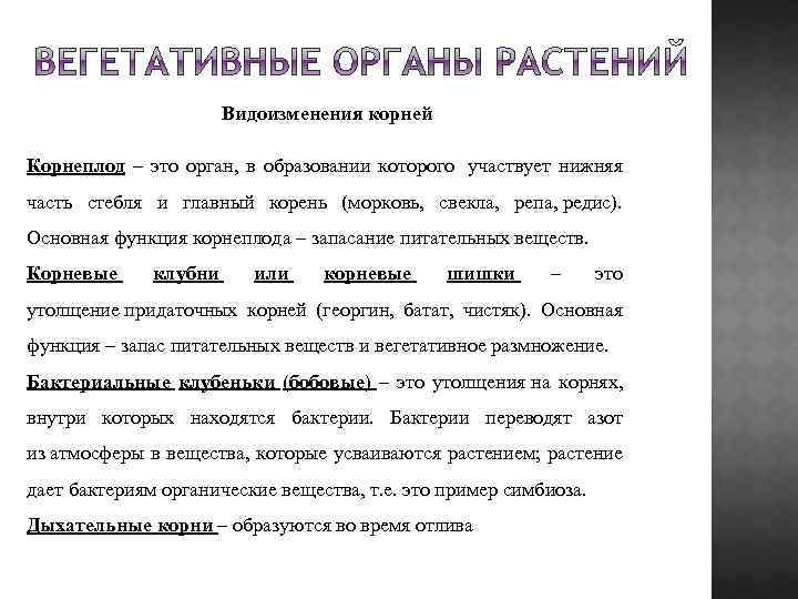 Видоизменения корней Корнеплод – это орган, в образовании которого участвует нижняя часть стебля и