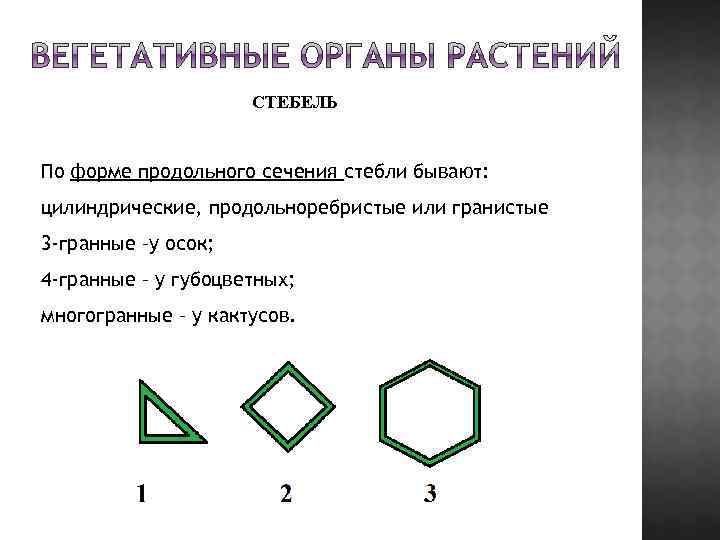 СТЕБЕЛЬ По форме продольного сечения стебли бывают: цилиндрические, продольноребристые или гранистые 3 -гранные –у