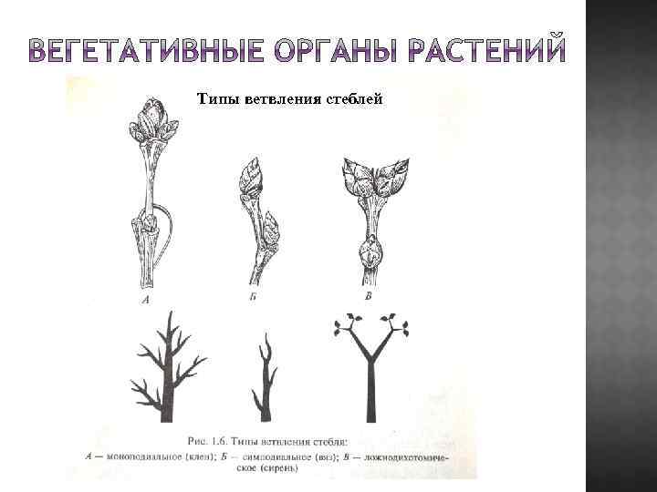 Типы ветвления стеблей 