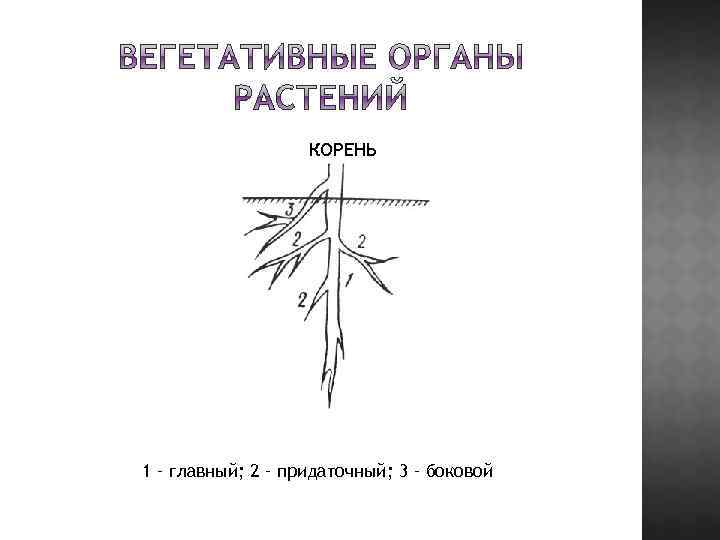 КОРЕНЬ 1 – главный; 2 – придаточный; 3 – боковой 