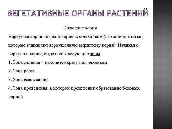 Строение корня Верхушка корня покрыта корневым чехликом (это живые клетки, которые защищают верхушечную меристему
