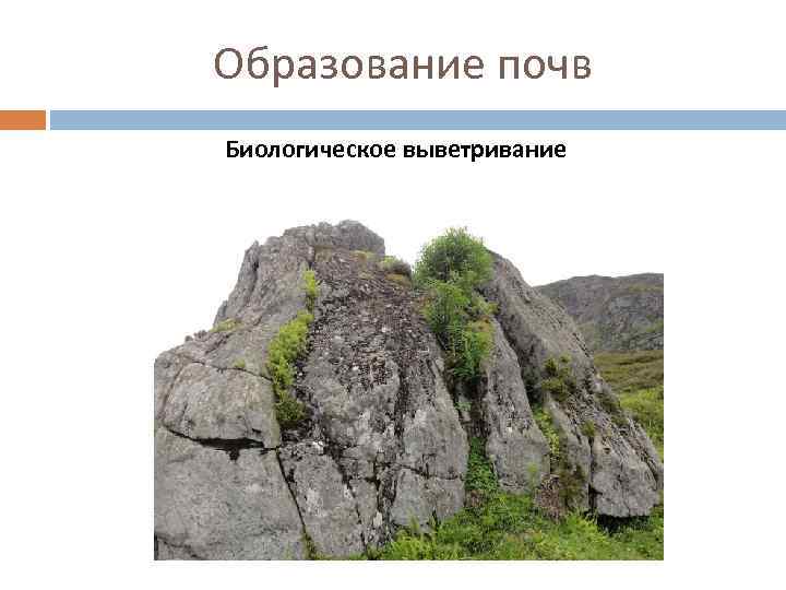 Образование почв Биологическое выветривание 