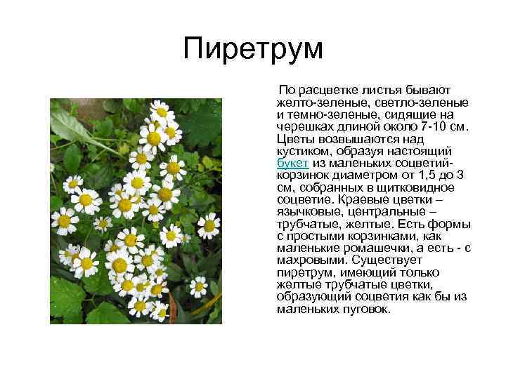 Пиретрум По расцветке листья бывают желто-зеленые, светло-зеленые и темно-зеленые, сидящие на черешках длиной около