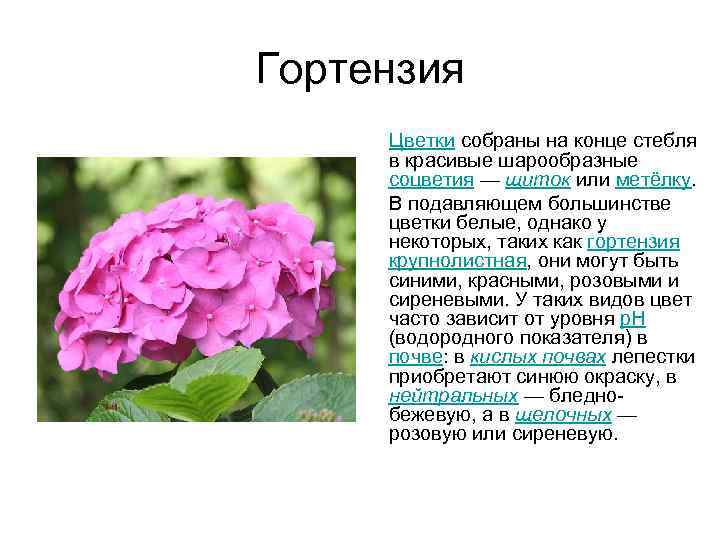 Гортензия Цветки собраны на конце стебля в красивые шарообразные соцветия — щиток или метёлку.