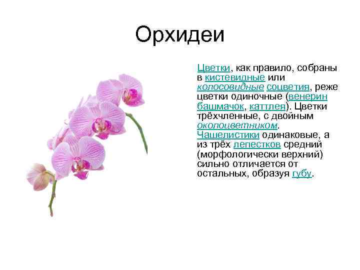 Орхидеи Цветки, как правило, собраны в кистевидные или колосовидные соцветия, реже цветки одиночные (венерин