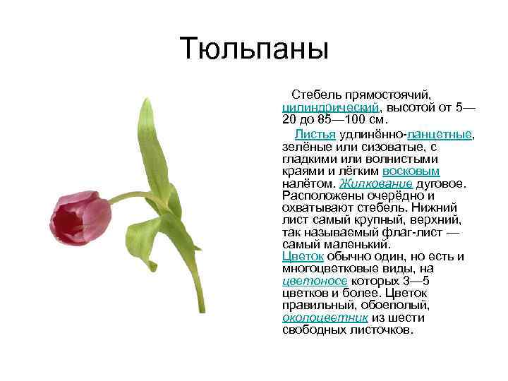 Тюльпаны Стебель прямостоячий, цилиндрический, высотой от 5— 20 до 85— 100 см. Листья удлинённо-ланцетные,