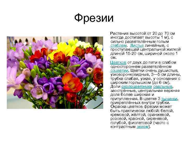 Фрезии Растения высотой от 20 до 70 см иногда достигает высоты 1 м), с
