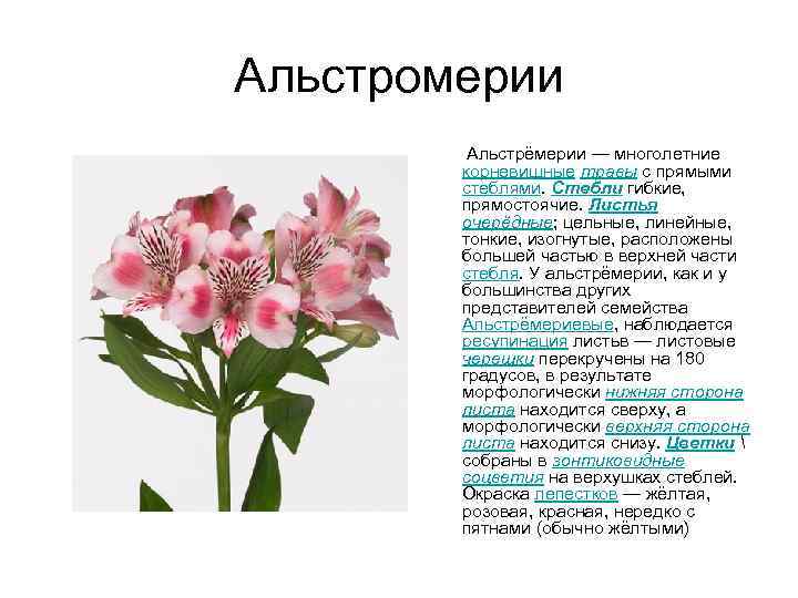 Альстромерии Альстрёмерии — многолетние корневищные травы с прямыми стеблями. Стебли гибкие, прямостоячие. Листья очерёдные;