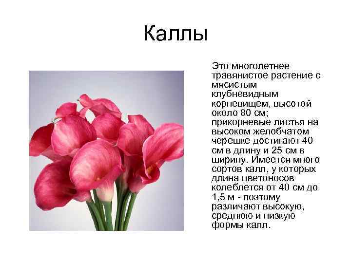 Каллы Это многолетнее травянистое растение с мясистым клубневидным корневищем, высотой около 80 см; прикорневые
