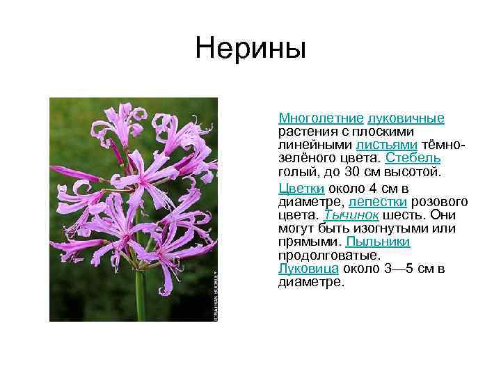 Нерины Многолетние луковичные растения с плоскими линейными листьями тёмнозелёного цвета. Стебель голый, до 30