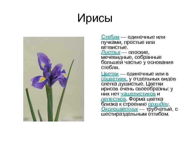 Ирисы Стебли — одиночные или пучками, простые или ветвистые. Листья — плоские, мечевидные, собранные