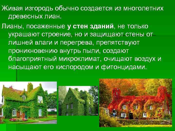 Живая изгородь обычно создается из многолетних древесных лиан. Лианы, посаженные у стен зданий, не