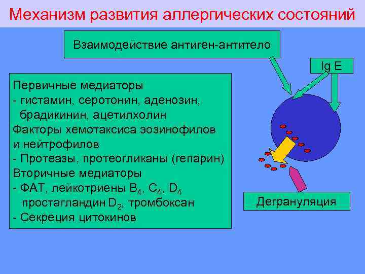 Механизм развития аллергических состояний Взаимодействие антиген-антитело Ig E Первичные медиаторы - гистамин, серотонин, аденозин,