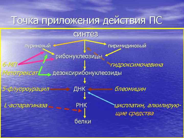 Точка приложения действия ПС синтез пуриновый пиримидиновый рибонуклеозиды 6 -МП Метотрексат гидроксимочевина дезоксирибонуклеозиды 5