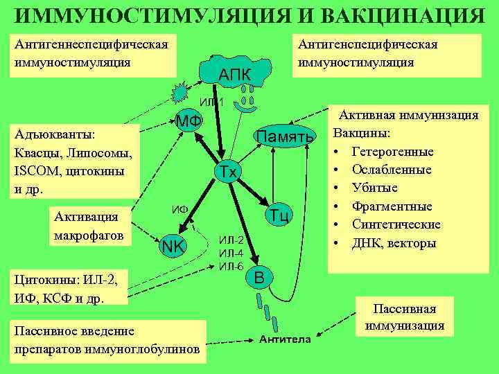 ИММУНОСТИМУЛЯЦИЯ И ВАКЦИНАЦИЯ Антигеннеспецифическая иммуностимуляция Антигенспецифическая иммуностимуляция АПК ИЛ-1 Адъюкванты: Квасцы, Липосомы, ISCOM, цитокины