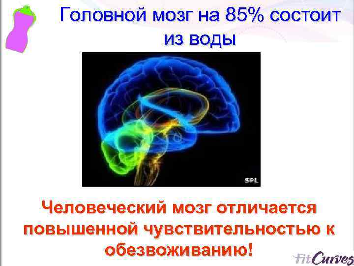 Головной мозг на 85% состоит из воды Человеческий мозг отличается повышенной чувствительностью к обезвоживанию!