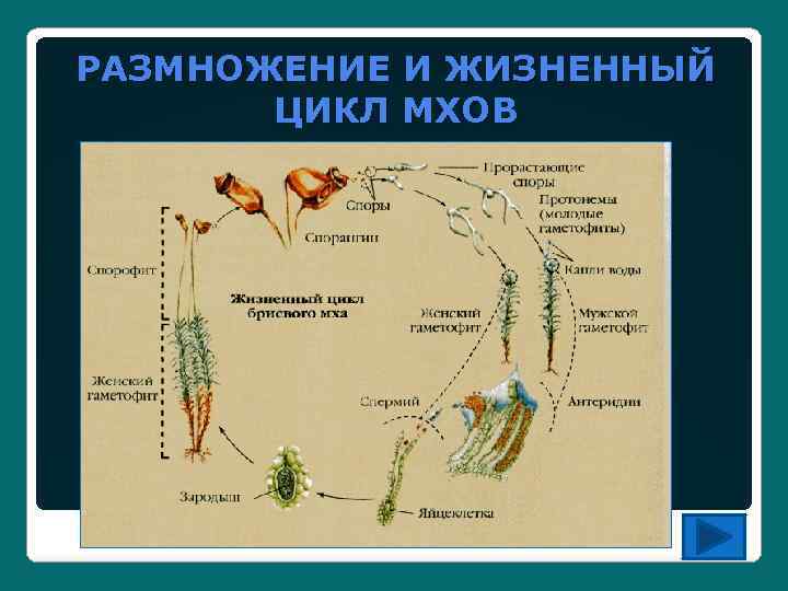 Последовательность жизненного цикла мхов