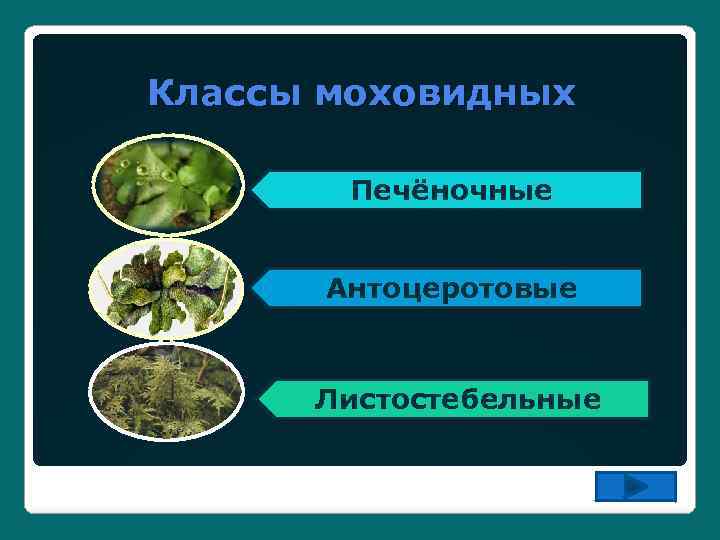 Классы моховидных Печёночные Антоцеротовые Листостебельные 