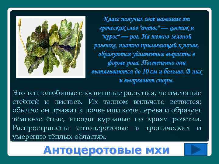 Класс получил свое название от греческих слов "антос" — цветок и "керос" — рог.