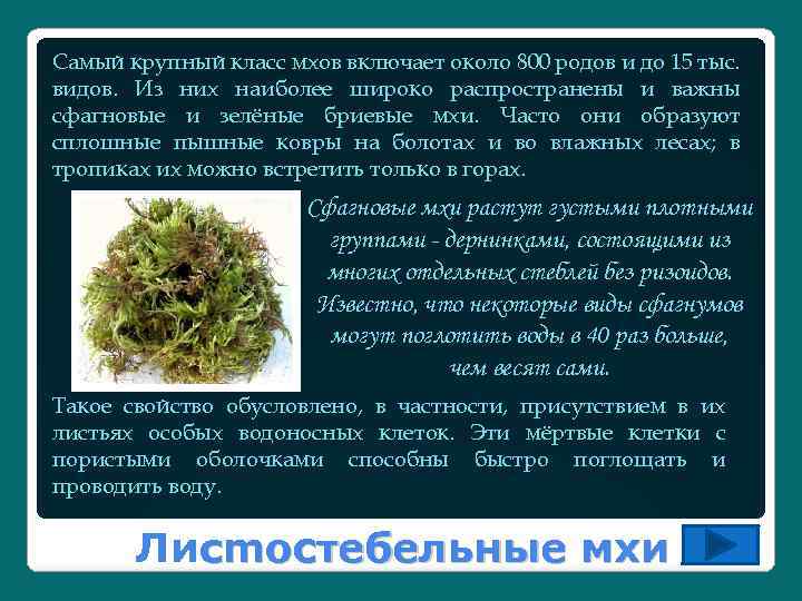 Самый крупный класс мхов включает около 800 родов и до 15 тыс. видов. Из