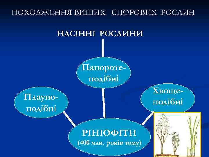 ПОХОДЖЕННЯ ВИЩИХ СПОРОВИХ РОСЛИН НАСІННІ РОСЛИНИ Папоротеподібні Хвощеподібні Плауноподібні РІНІОФІТИ (400 млн. років тому)