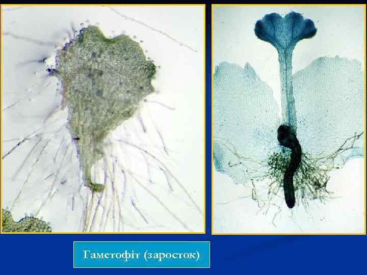 Гаметофіт (заросток) 