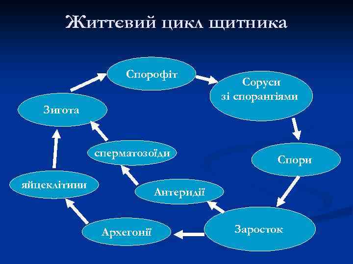 Життєвий цикл щитника Спорофіт Соруси зі спорангіями Зигота сперматозоїди яйцеклітини Спори Антеридії Архегонії Заросток