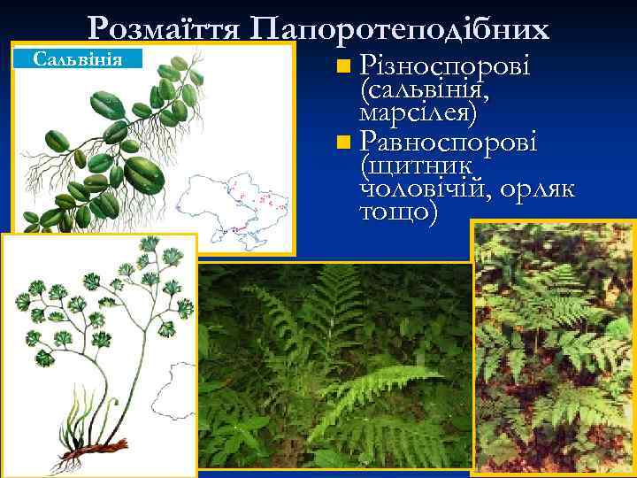 Розмаїття Папоротеподібних Сальвінія n Різноспорові (сальвінія, марсілея) n Равноспорові (щитник чоловічій, орляк тощо) 