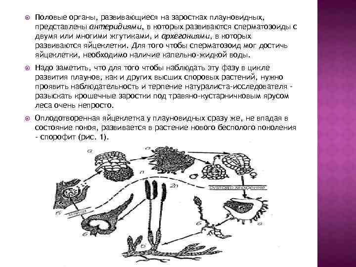  Половые органы, развивающиеся на заростках плауновидных, представлены антеридиями, в которых развиваются сперматозоиды с