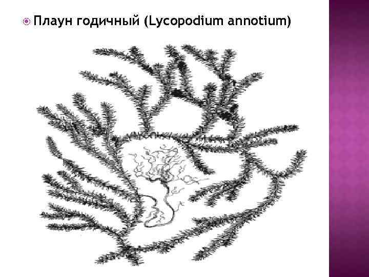 Строение плауна рисунок